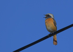 元気なジョビオ君