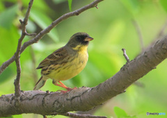 お澄ましアオジさん