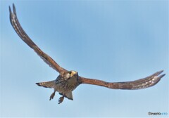 元気なチョウゲンボウ