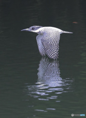 在庫のヤマセミさん