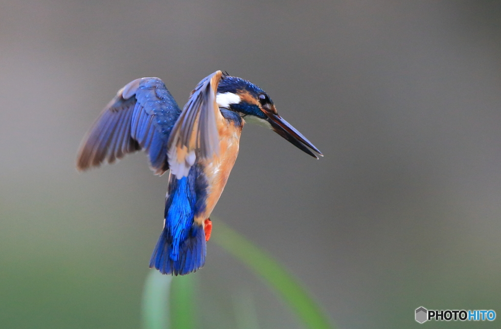 ホバリングを後ろから