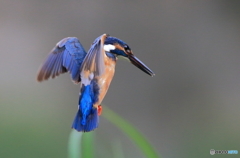 ホバリングを後ろから