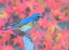 紅葉にルリビタキ⑨