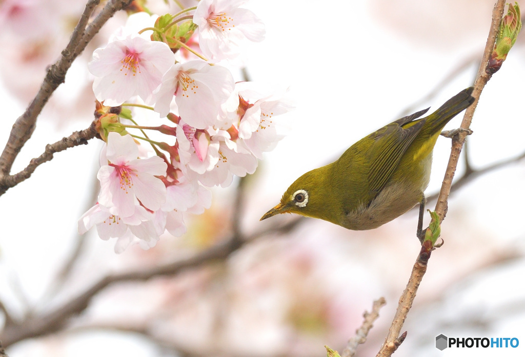 桜にメジロⅡ