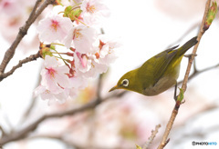 桜にメジロⅡ