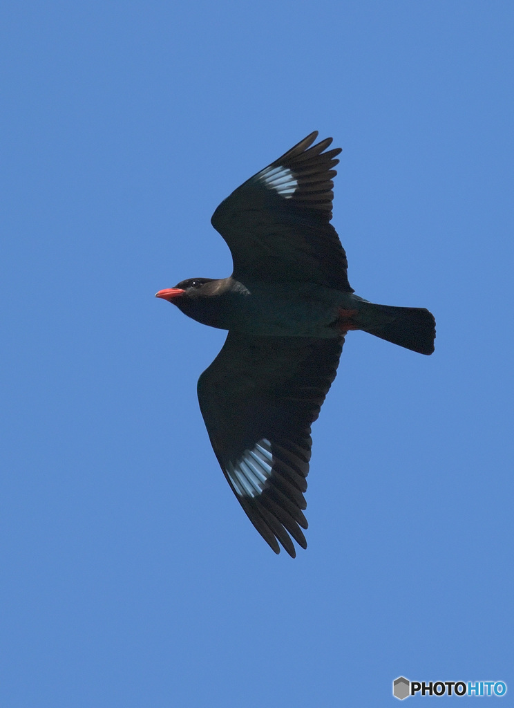 5月のブッポウソウ⑩