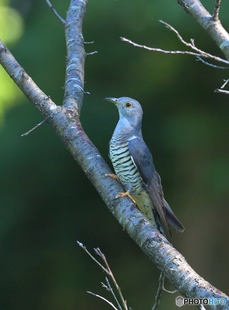 ツツドリのポートレイトⅢ