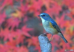 紅葉にルリビタキ