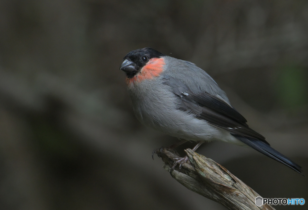 五合目のウソ♂