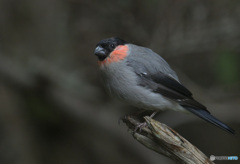 五合目のウソ♂