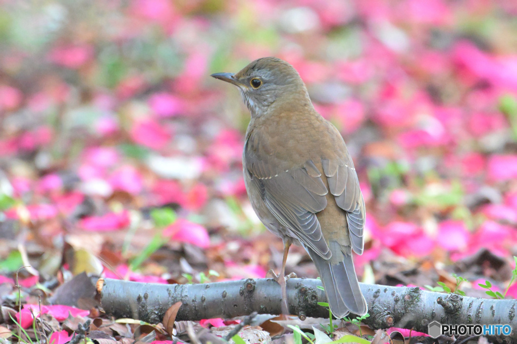 落花にシロハラ