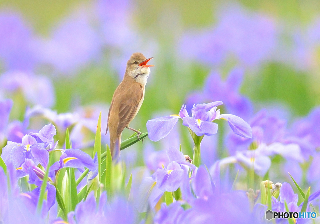 花菖蒲にオオヨシキリ③