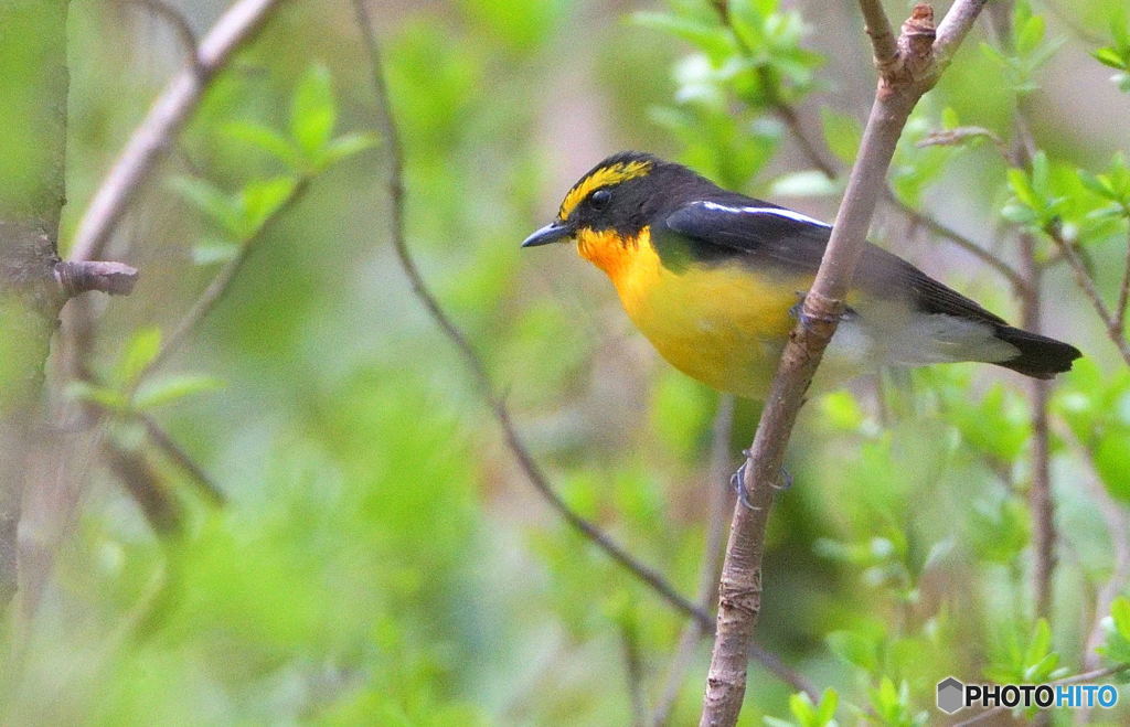 遊歩道のキビタキさんⅢ