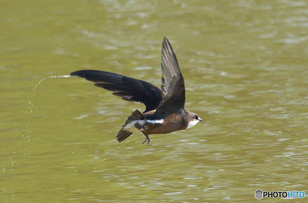 ハリオアマツバメ⑧