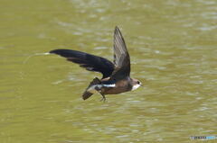 ハリオアマツバメ⑧ ハリオアマツバメ⑧