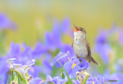 菖蒲にオオヨシキリ⑮