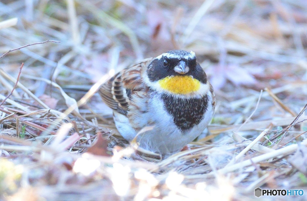 ふっくらミヤマ君