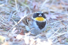 ふっくらミヤマ君