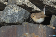 ニシオジロビタキ2020⑥