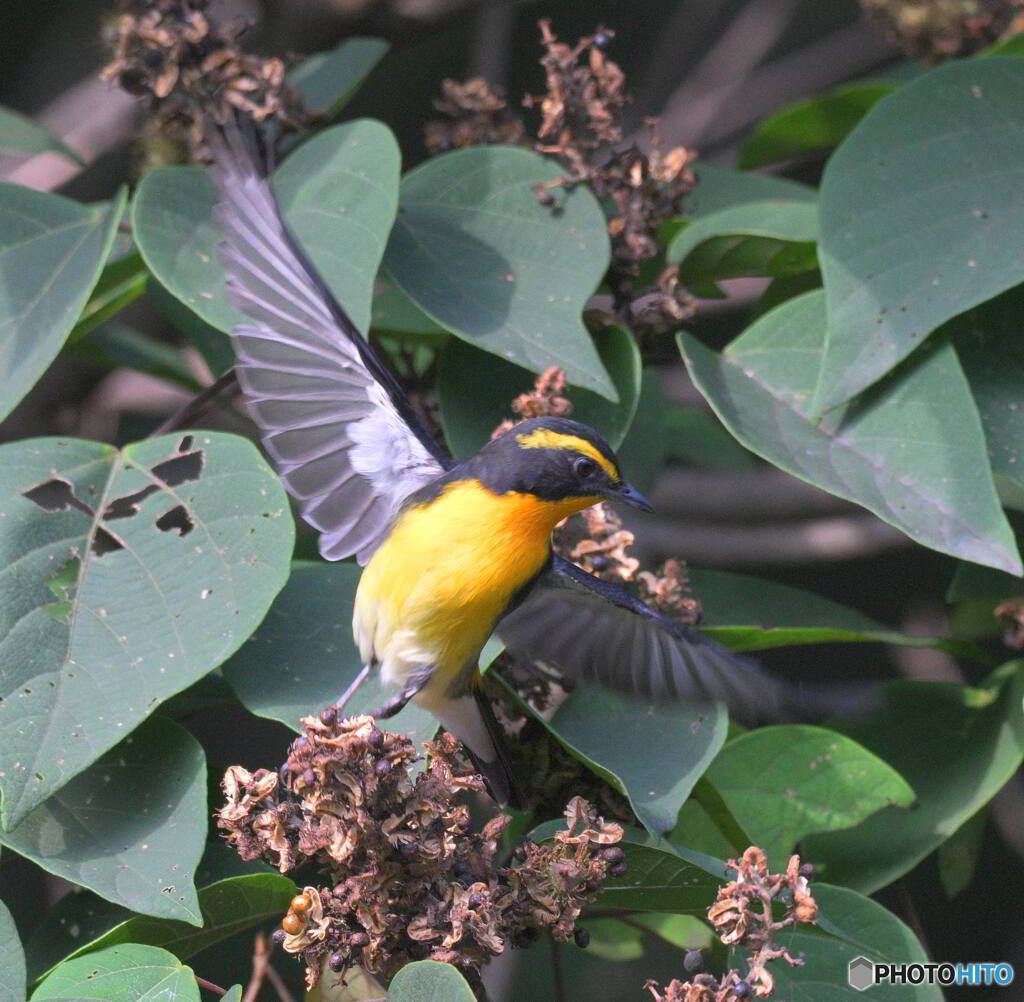 キビタキ君の飛び出し②