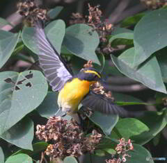 キビタキ君の飛び出し②