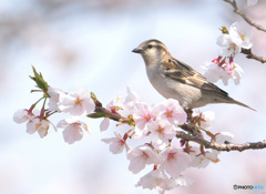桜にニュウナイスズメ③