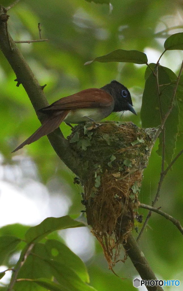 サンコウチョウ④