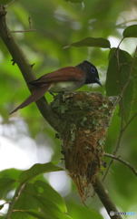 サンコウチョウ④