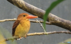 上野のアカショウビン