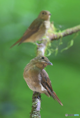 オオルリ♀をダブルで