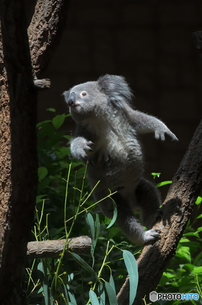 コアラぁ～ジャンプ！③
