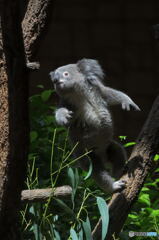 コアラぁ～ジャンプ！③