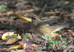 元気なノゴマ君