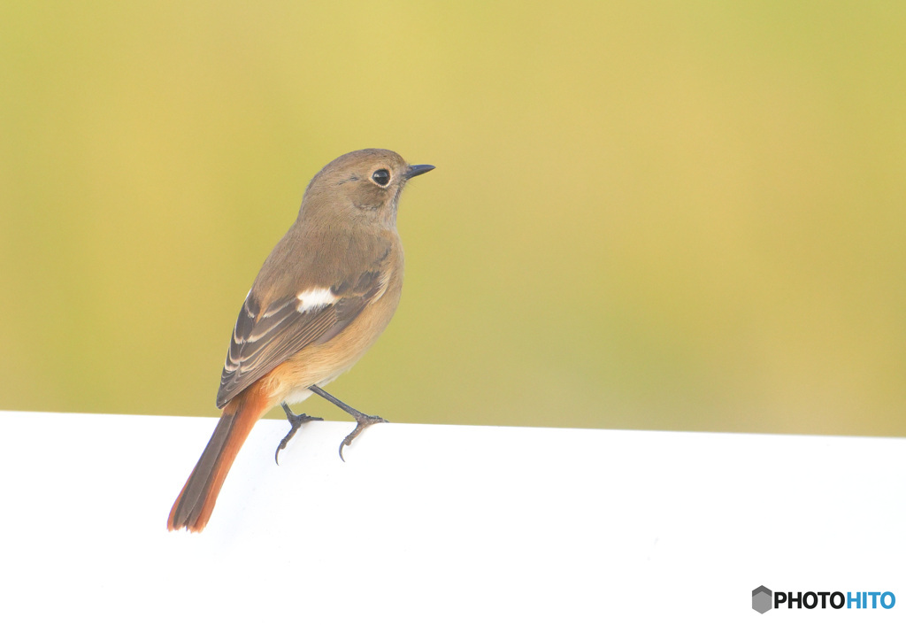 初冬のジョビ子さん③