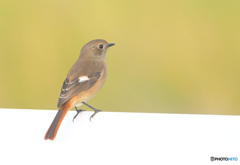 初冬のジョビ子さん③