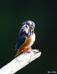 羽繕い(20160903）