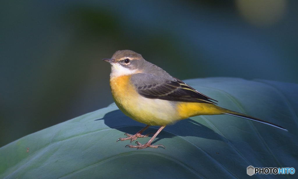 キセキレイにスポットライト