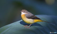 キセキレイにスポットライト