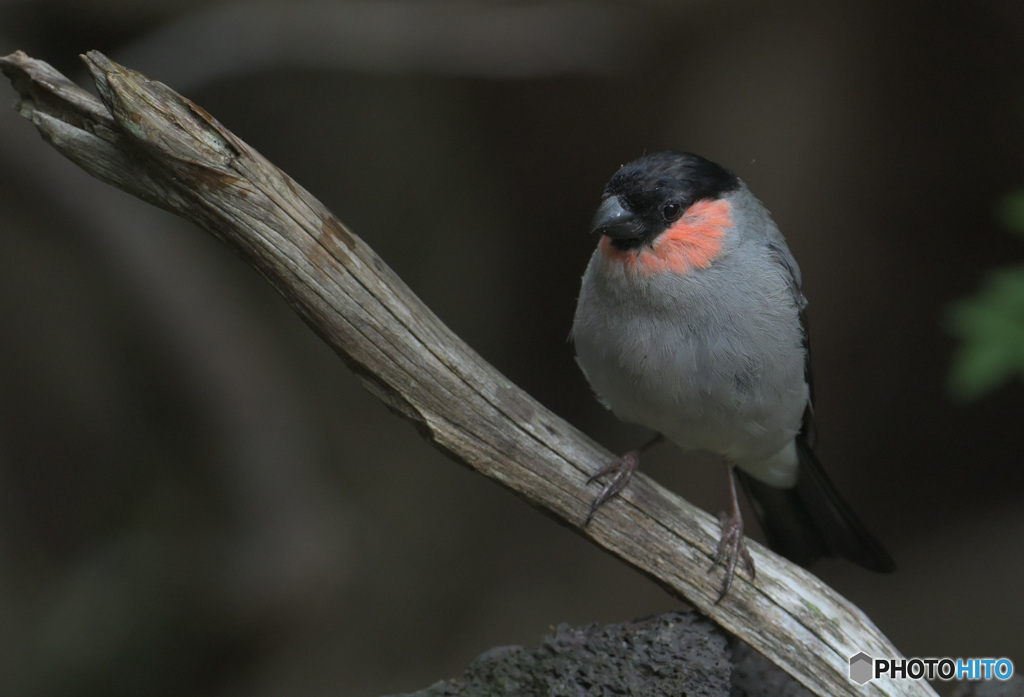 五合目のウソ♂④