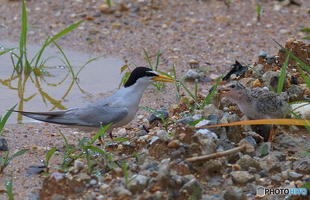 コアジサシの親子