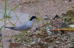 コアジサシの親子