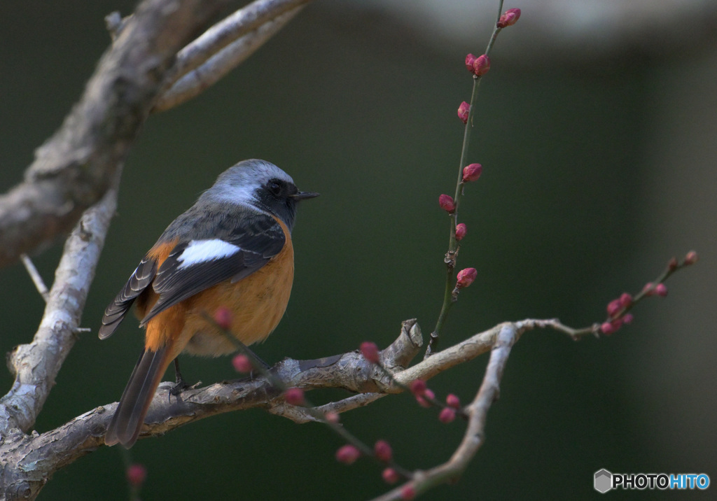 紅梅にジョウビタキ④