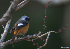 紅梅にジョウビタキ④