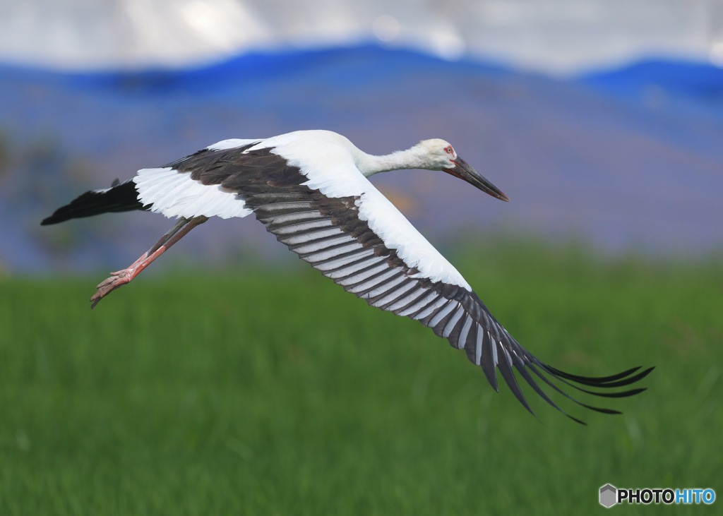 初めてのコウノトリ