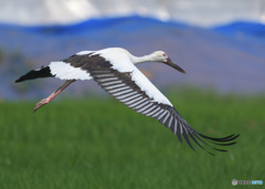 初めてのコウノトリ