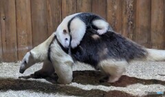 コアリクイの親子