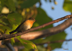 初めてのムギマキ