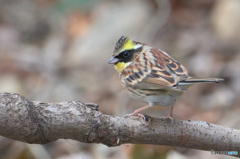見返りミヤマホオジロ君