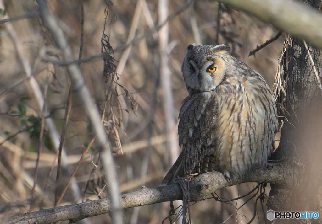 トラフズク2024⑨