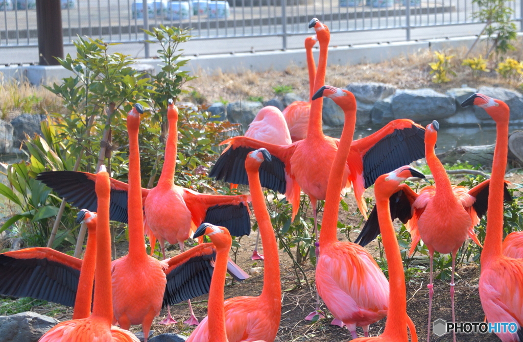 フラミンゴの朝礼